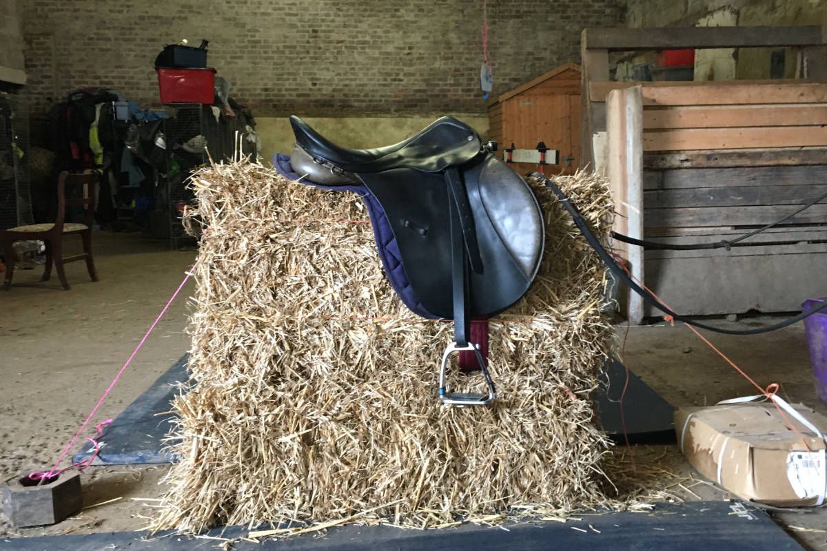 "Dobbin"
